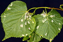 White blisters of Lime felt gall mites (Eriophyes leiosoma) on the lower surface of the young leaves of small-leaved lime (Tilia cordata)