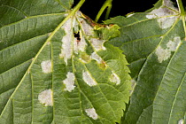 White blisters of lime felt gall mites (Eriophyes leiosoma) on the lower surface of the young leaves of small-leaved lime (Tilia cordata)