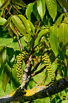 Male catkins on a walnut tree (Juglans regia) with young leaves in spring, Berkshire, England, UK, May
