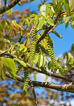 Male catkins on a walnut tree (Juglans regia) with young leaves in spring, Berkshire, England, UK, May