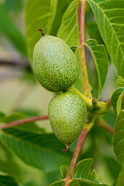 Young fruit from female flowers on a walnut tree (Juglans regia) with young leaves in spring, Berkshire, England, UK, May