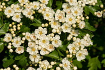 May or hawthorn blossom (Crataegus monogyna) white flowers on a small fragrant tree typical of spring, Berkshire, England, UK, May