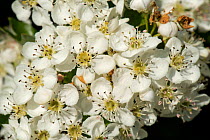 May or hawthorn blossom (Crataegus monogyna) white flowers on a small fragrant tree typical of spring, Berkshire, England, UK, May