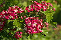 Red and white blossom on an ornamental hawthorn or may blossom Crataegus laevigata &#39;Crimson Cloud&#39;, Berkshire, England, UK, May