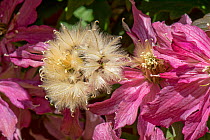 Pink flowers and fluffy seedheads of Clematis montana &#39;Broughton Star&#39; a large climbing garden shrub, Berkshire, England, UK, May
