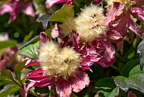 Pink flowers and fluffy seedheads of Clematis montana &#39;Broughton Star&#39; a large climbing garden shrub, Berkshire, England, UK, May