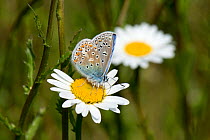 Common blue butterfly (Polyommatus icarus) malepollinating and taking nectar from an ox-eye daisy flower, Berkshire, England, UK, May