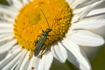 Swollen-thighed / Thick-legged flower beetle (Oedemera nobilis) adult male beetle on yellow and white flower of am ox-eye daisy