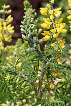 Lupin aphids (Macrosiphum albifrons) leaf and stem infestation on a tree lupin (Lupinus arboreus) in flower, Berkshire, England, UK, May