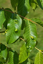 Walnut leaf gall mite (Aceria erinea) blisters on the upper surface of a walnut tree (Juglans regia) leaf, Berkshire, England, UK, June