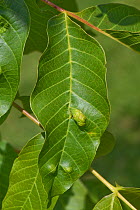 Walnut leaf gall mite (Aceria erinea) blisters on the upper surface of a walnut tree (Juglans regia) leaf, Berkshire, England, UK, June