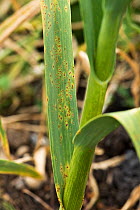 Garlic or leek rust (Puccinia allii) fungal disease pustules on garlic leaves and stem, Berkshire, England, UK, June