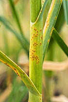 Garlic or leek rust (Puccinia allii) fungal disease pustules on garlic leaves and stem, Berkshire, England, UK, June