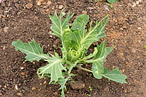 Wood pigeon (Columba palumbus) damage to young savoy cabbage (Brassica oleracea) vegetable plants, Berkshire, England, UK, June