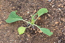 Wood pigeon (Columba palumbus) damage to young savoy cabbage (Brassica oleracea) vegetable plants, Berkshire, England, UK, June