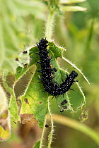 Peacock butterfly (Aglais io) caterpillars feeding on stinging nettle (Urtica dioica) leaves, Berkshire, England, UK, June
