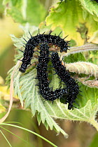 Peacock butterfly (Aglais io) caterpillars feeding on stinging nettle (Urtica dioica) leaves, Berkshire, England, UK, June