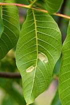 Walnut leaf gall mite (Aceria erinea) white blisters of mites on the lower surface of a walnut tree (Juglans regia) leaf, Berkshire, England, UK, June