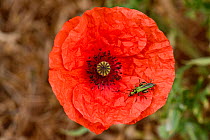 Swollen-thighed or thick-legged flower beetle (Oedemera nobilis) adult male beetle on red flower of a long-headed poppy (Papaver dubium)