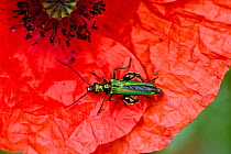 Swollen-thighed / Thick-legged flower beetle (Oedemera nobilis) adult male beetle on red flower of a long-headed poppy (Papaver dubium)