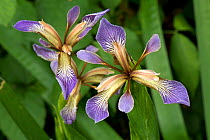 Flower of Stinking iris (Iris foetidissima) in woodland, Berkshire, England, UK, June