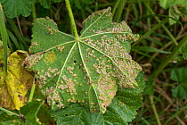 Mallow rust (Puccinia malvacearum) disease pustules on the lower surface of a common mallow (Malva neglecta) leaf, Berkshire, England, UK, June
