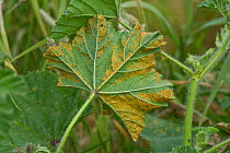 Mallow rust (Puccinia malvacearum) disease pustules on the lower surface of a common mallow (Malva neglecta) leaf, Berkshire, England, UK, June