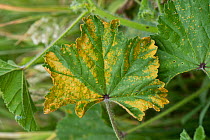 Mallow rust (Puccinia malvacearum) necrotic lesions on the upper surface of a common mallow (Malva neglecta) leaf, Berkshire, England, UK, June