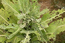 Mullein moth (Cucullia verbasci) caterpillars and severe damage to a mullein (Verbascum sp.) leaves, Berkshire, England, UK, June