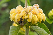 Turkish sage (Phlomis russeliana) with a whorl of yellow hooded flowers being visited by a bumble bee, Berkshire, England, UK, June