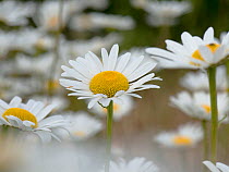 Oxeye daisies (Chrysanthemum vulgare) a single flower in a group of daisies with white ray and yellow disc florets, Berkshire, England, UK, June
