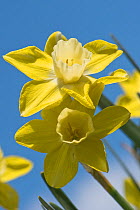 Flowers of a jonquilla daffodil Narcissus &#39;Pipit&#39; yellow perianth segments and pale corona or trumpet against a blue sky, April