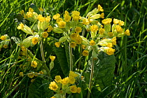 Cowslips (Primula veris) a multi-headed primula in full flower and backlit by the afternoon sun, April, Berkshire