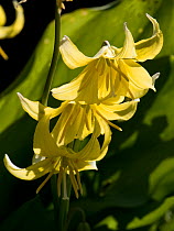 Dog&#39;s-tooth violet or fawn lily (Erythronium &#39;Pagoda&#39;) pendulous yellow recurved flowers backlit by spring afternoon sunshine, April