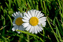 Flower of a Common daisy (Bellis perennis) with white ray and yellow disc florets growing in a garden lawn, Berkshire, England, UK, April ,
