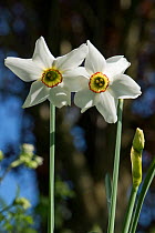 Old pheasant&#39;s eye (Narcissus poeticus var. recurvus) flowers, division 13 daffodil with white perianth and yellow and red corona, Berkshire, England, UK, April