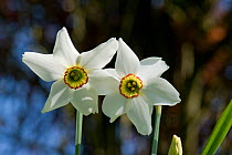 Old pheasant&#39;s eye (Narcissus poeticus var. recurvus) flowers, division 13 daffodil with white perianth and yellow and red corona, Berkshire, England, UK, April