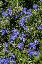 Trailing or creeping rosemary (Rosmarinus officinaris prostratus) blue flower on prostrate herb attractive to bees and other invertebrates, Berkshire, England, UK, April.