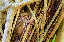 Spectral tarsier (Tarsius spectrum) in day-time roost tree (Ficus sp.). Tangkoko National Park, Sulawesi, Indonesia.