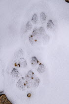 Foot prints (pug marks) of Snow leopard (Panthera uncia) in snow on ridge line. Ladakh Ranges, Himalayas, Ladakh, India.
