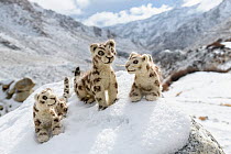 Felt snow leopard toys made by villagers. Part of a broader eco tourism initiative to augment their income and change local attitudes towards snow leopards. Ulley Valley, Himalayas, Ladakh, northern I...