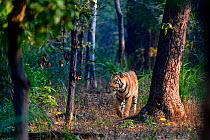 Bengal tiger (Panthera tigris tigris) male walking through sal (Shorea robusta) forest. Bandhavgarh National Park, Madhya Pradesh, Central India.