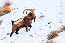 Siberian ibex (Capra sibirica) having just escaped predation by a snow leopard (Panthera uncia) - see scarring and wounds on flank. Ladakh Ranges, western Himalayas, Ladakh, India.
