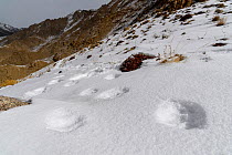 Foot prints (pug marks) of snow leopard (Panthera uncia) in snow on ridge line. Ladakh Ranges, Himalayas, Ladakh, India.
