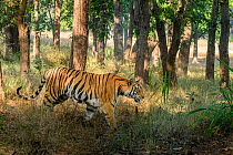 Bengal tiger (Panthera tigris tigris) female walking through sal (Shorea robusta) forest. Bandhavgarh National Park, Madhya Pradesh, Central India.