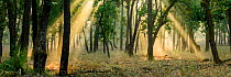 Early morning shafts of sunlight through Sal (Shorea robusta) forest. Bandhavgarh National Park, Madhya Pradesh, Central India.