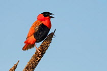 Northern red bishop ( Euplectes franciscanus) male calling, perched on flower head. Bansang, Gambia.