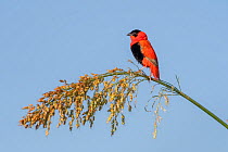Northern red bishop ( Euplectes franciscanus) male perched on grass. Bansang, Gambia.