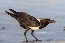 Pied crow (Corvus albus) portrait. Kololi, Gambia.