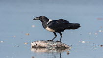 Pied crow (Corvus albus) scavenging, standing on top of fish. Kololi, Gambia.